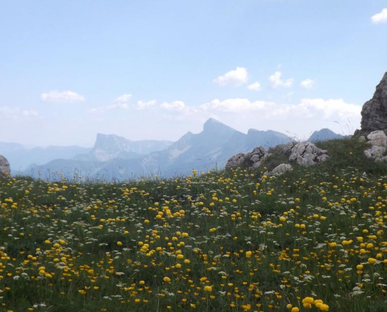 La flore du Vercors ©Marie