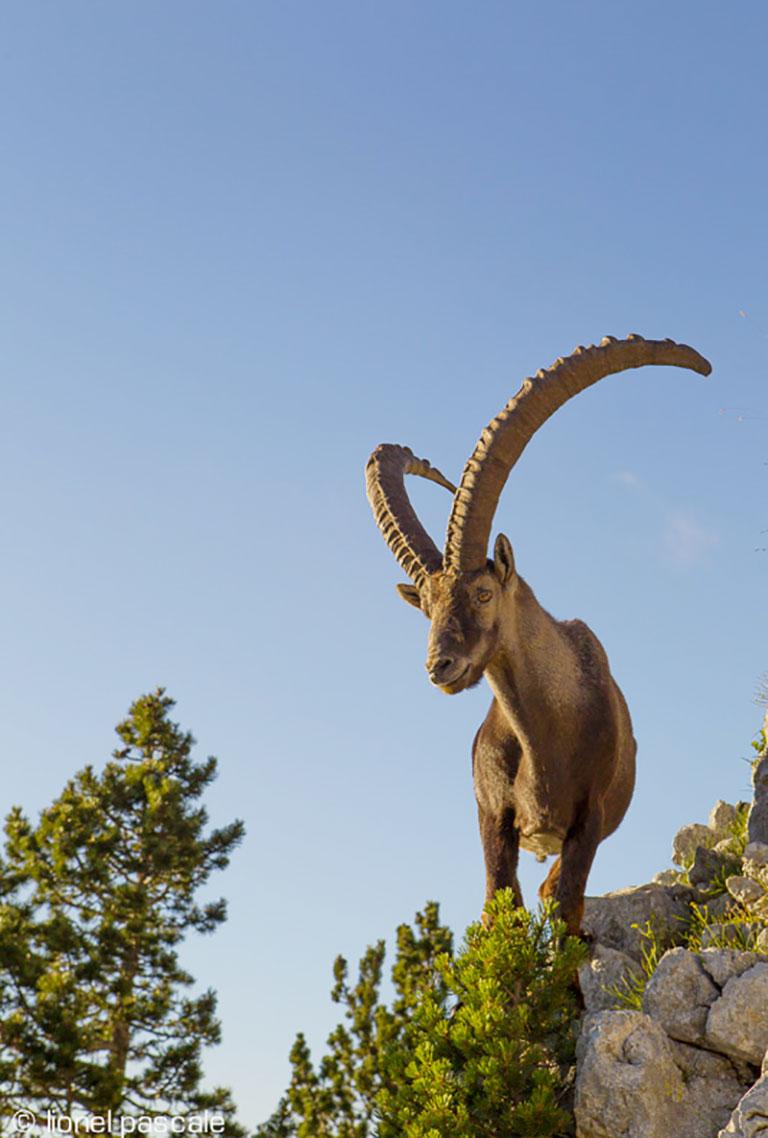 A propos du Vercors  ©Lionel Pascale