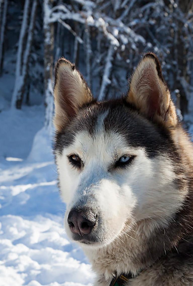 chien de traineau vercors