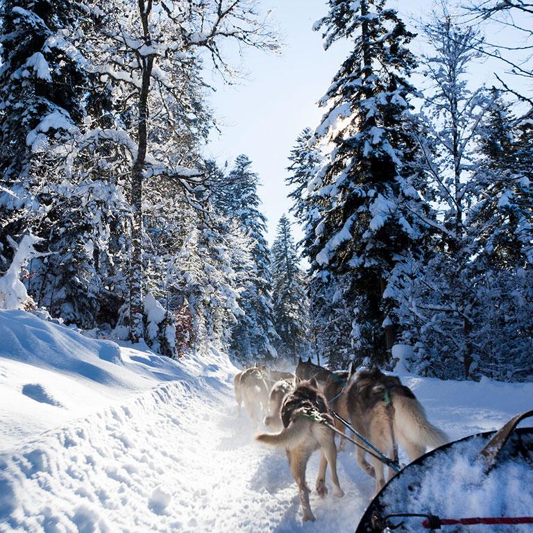 Chien de traineaux dans le Vercors @Booth