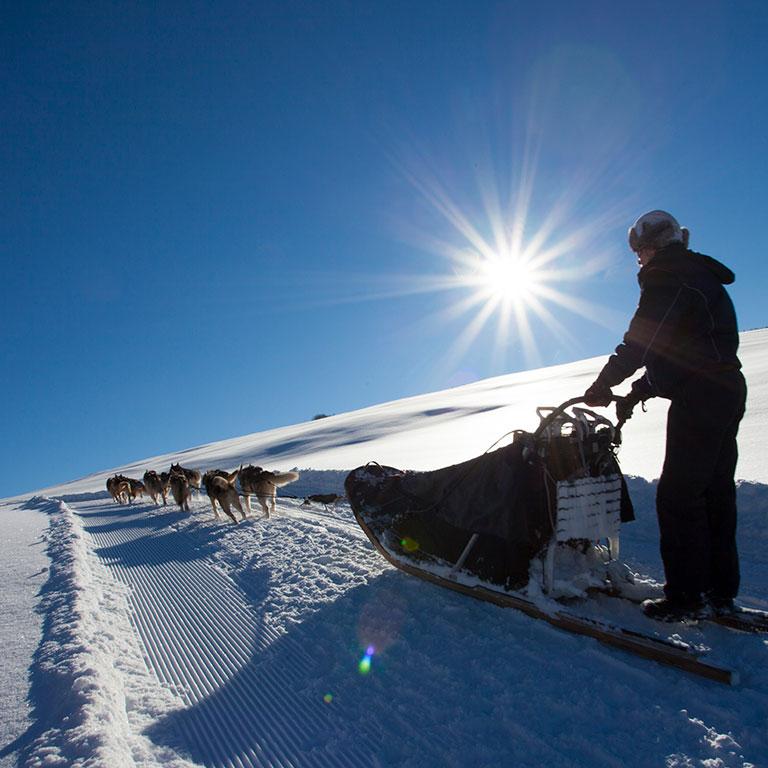 Chien de traineaux dans le Vercors