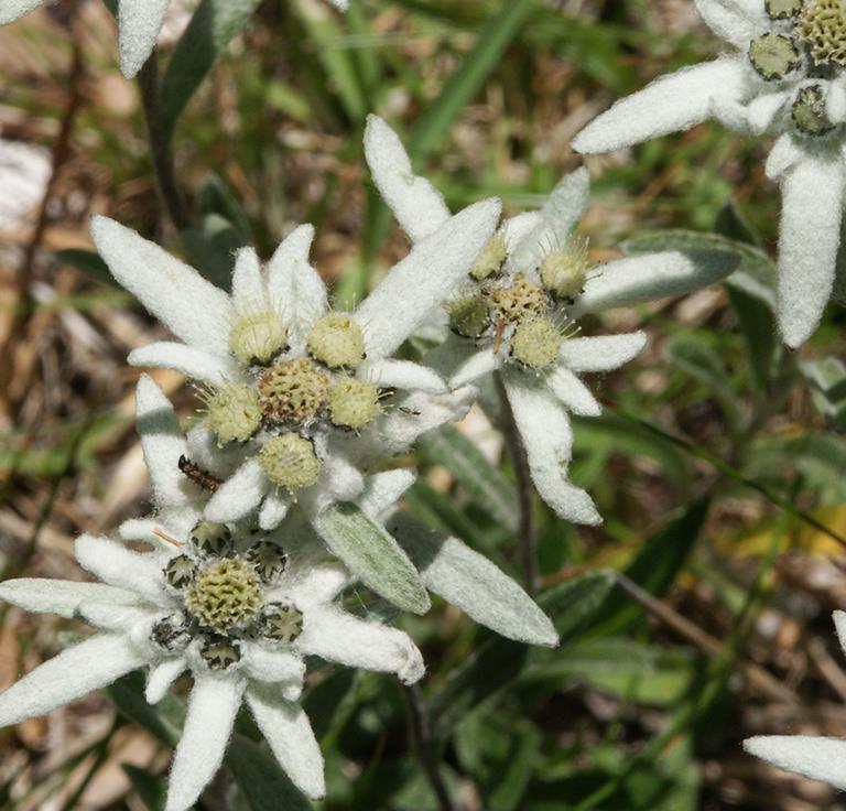 Edelweiss Edelweis
