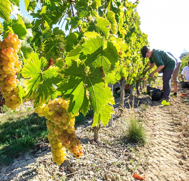 Vignoble Diois - Lionel Pascal