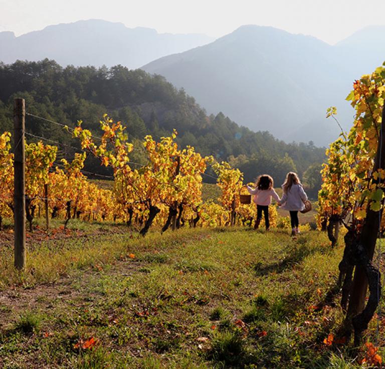 Vignoble - Ludivine Marcon