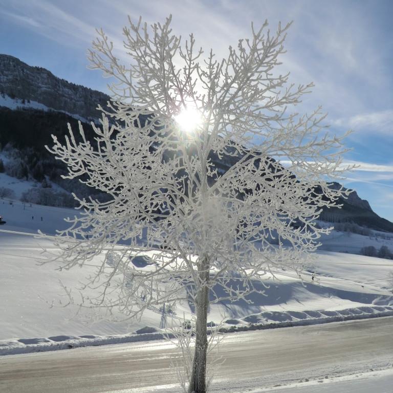 Arbre sous la neige dans Les Coulmes Vercors