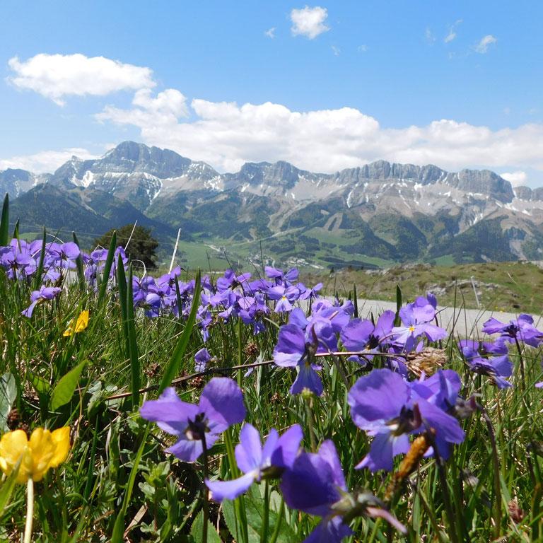 Flore de Gresse-en-Vercors ©OT Trièves Flore de Gresse-en-Vercors ©OT Trièves